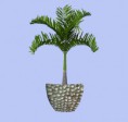 /album/fotogaleria/mc-bombey-golpeada-con-planta-jpg/